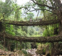 Root Bridges in India
