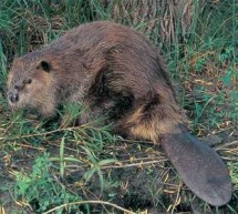 A Beaver Story