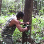 Rubber Tree in the Amazon