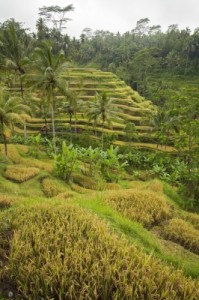 Rice Terraces In Bali